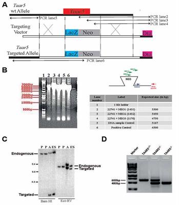 Trace Amine-Associated Receptor 5 Provides Olfactory Input Into Limbic Brain Areas and Modulates Emotional Behaviors and Serotonin Transmission